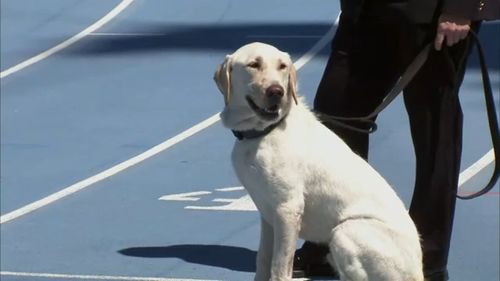 10 Newest K 9 Officers Named After Fallen Cops