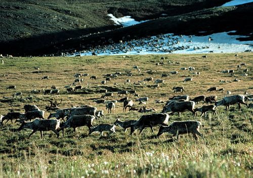 Biden Administration To Suspend Oil And Gas Drilling Leases In Arctic Refuge, Undoing A Trump Era Decision