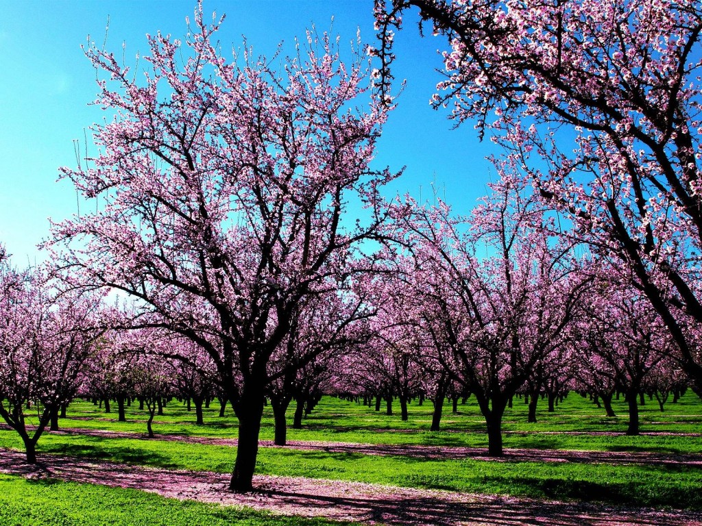 This is the alternative text for Spring Image 8
