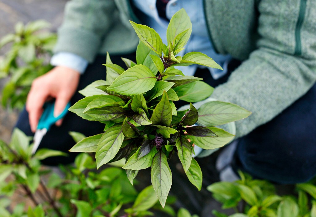 Go Beyond Grocery Store Herbs In Your Beverages, Baking And Cooking