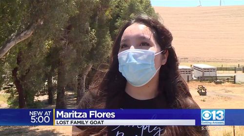 Family Goat Killed By Bear