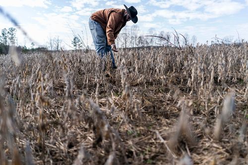 Florida Judge Blocks Usda Debt Relief Payments To Farmers Of Color