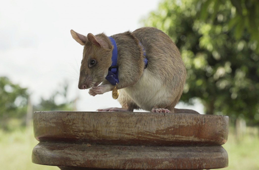 Award Winning Rat Magawa Retires After Years Spent Sniffing Out Landmines In Cambodia