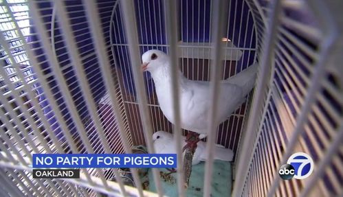 King Pigeons Are ‘not Savvy,’ Experts Say In Plea Against Releasing Rescued Birds Into The Wild