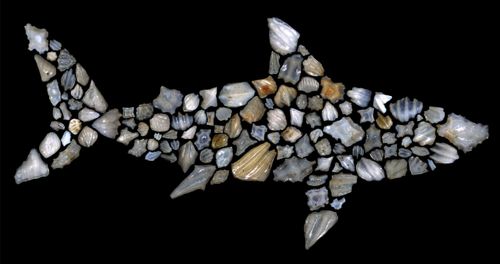 Scientists Say 90% Of The World’s Open Ocean Sharks Died Off In Mystery Extinction Event 19 Million Years Ago