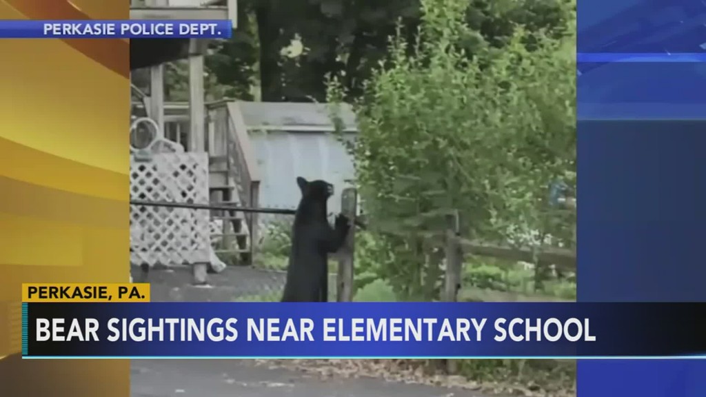 Multiple Bear Sightings In Town; One Possibly Injured
