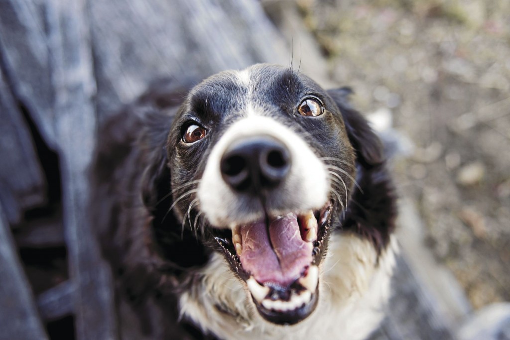 Old Dog, New Life: Adoptions Of Older Pets Urged