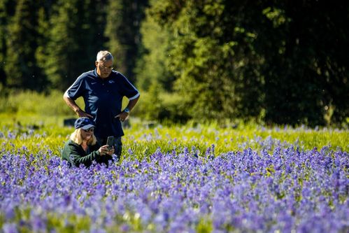 Tribal Interpreter Shares Knowledge Of Camas Bloom At Lolo Pass