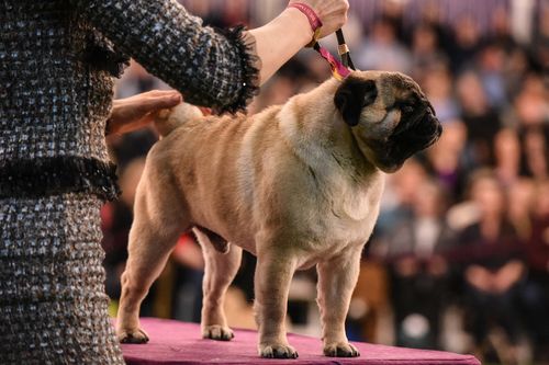 Westminster Dog Show: Time, Schedule And What You Need To Know