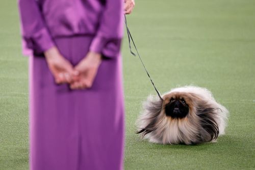 Wasabi The Pekingese Wins Best In Show At The Westminster Dog Show