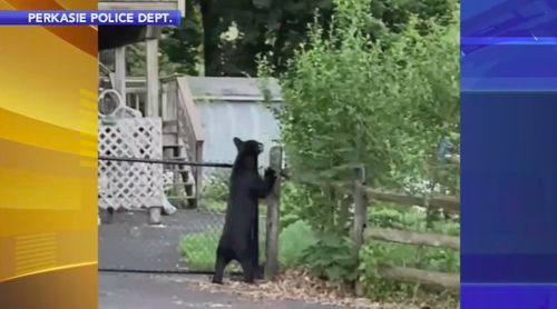 Multiple Bear Sightings In Town; One Possibly Injured