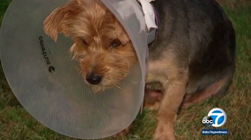 Mauling Of Yorkie Leads To Calls For City To Regulate Pets At Homeless Camps