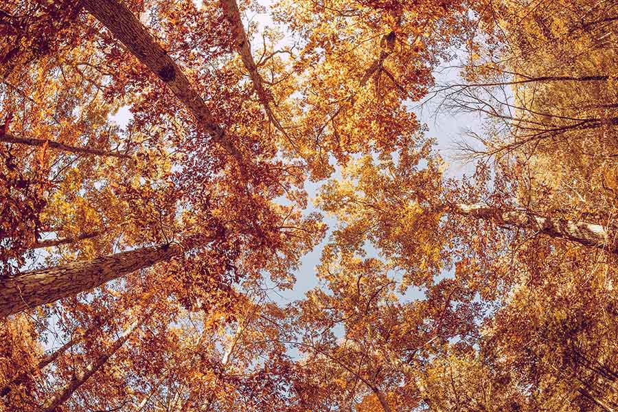 This is the alternative text for Fall Image 8