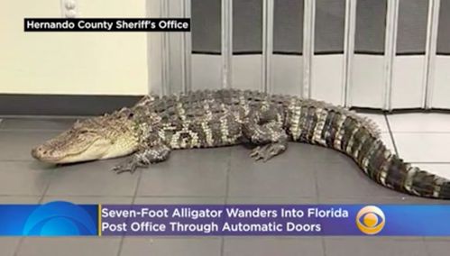 Seven Foot Alligator Wanders Into Post Office Through Automatic Doors