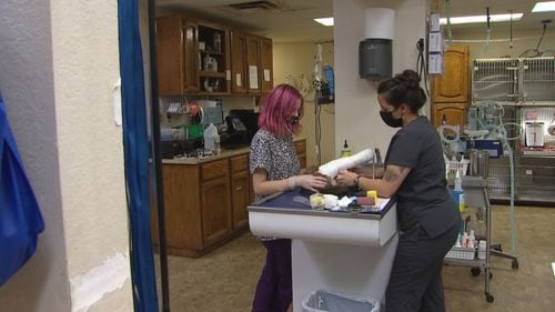 Animal Hospital Feeling Effects Of Nationwide Vet Shortage