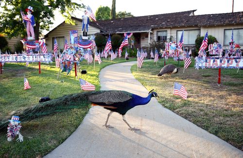 Shrieking Peacocks Roam The Streets In La County, Damaging Vehicles. Now Officials Want To Ban Residents From Feeding Them