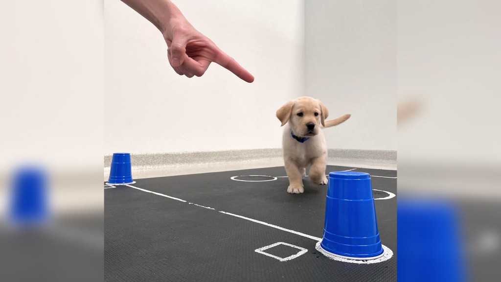 Puppies Are Born Ready To Interact With People, Study Finds
