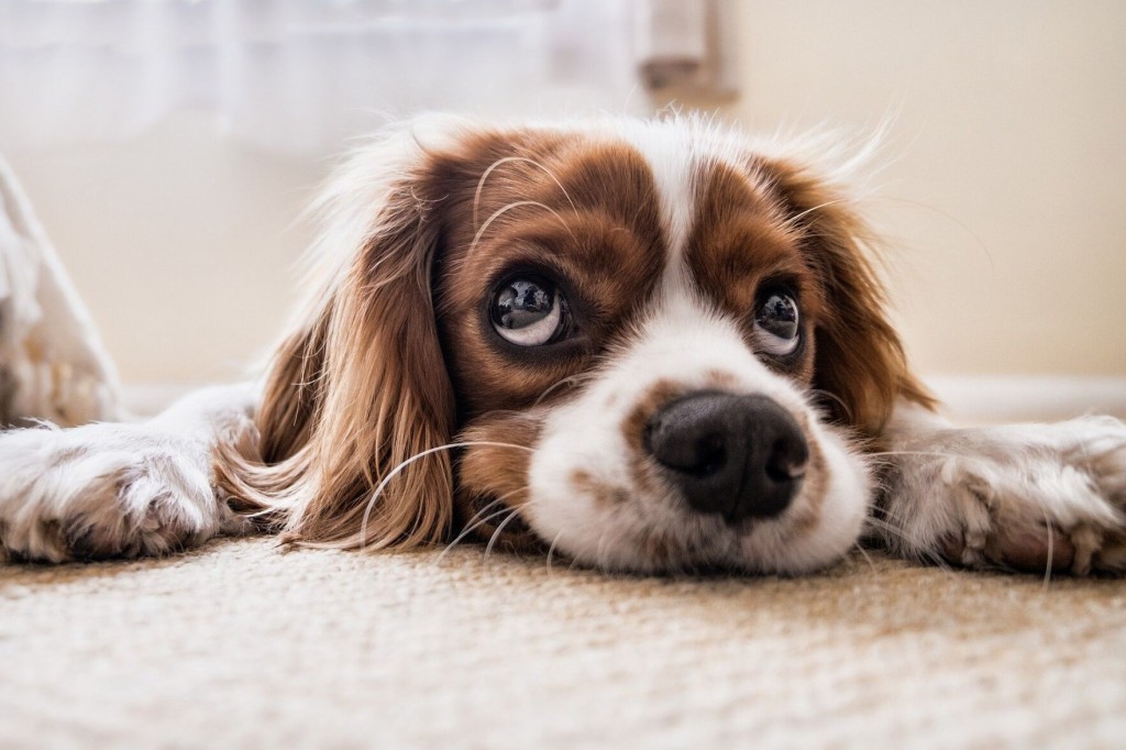 How To Keep Your Dog Safe From Poisonous Materials Found At Home