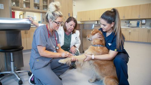 Covid 19 Pandemic Magnifies Workforce Crisis In Veterinary Field