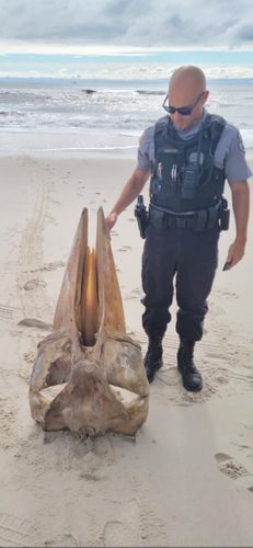 Mystery Skull Washes Ashore On A New Jersey Beach