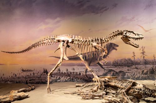 Dinosaurs Were Already Struggling Before The Asteroid Strike That Doomed Them To Extinction, Study Finds