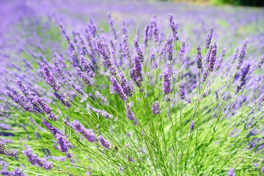 Love Lavender? You’ll Love Its Many Uses Even More