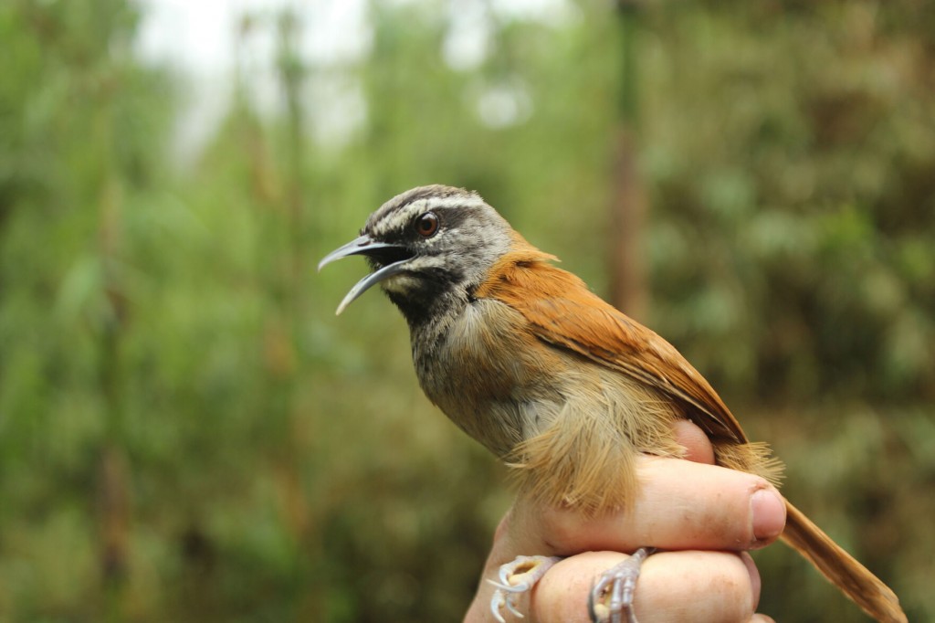 Songbirds Act As One When They Sing Together, New Study Suggests
