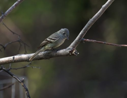 Many North American Birds Bear Names With Racist Roots. That’s Beginning To Change