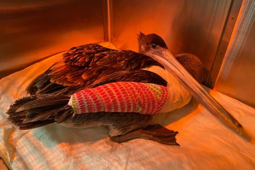 Someone Is Breaking The Wings Of Pelicans In California