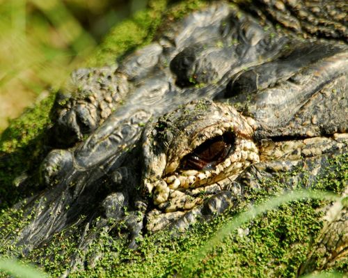 Alligator Hunt Registration Opens In Alabama
