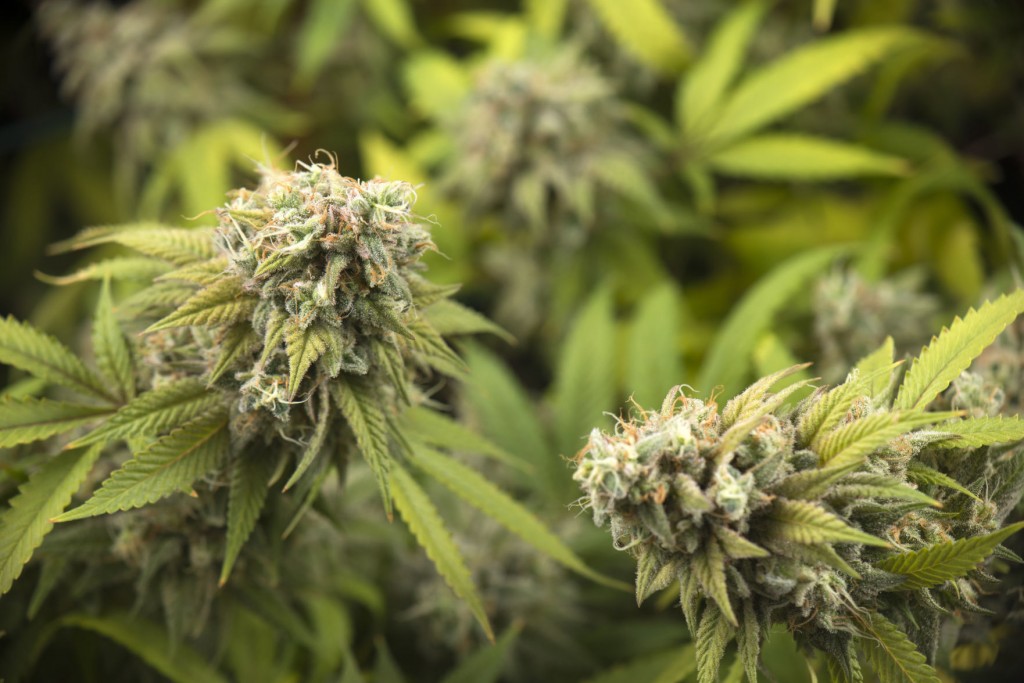 Legalized July 1, Marijuana Use Will Still Be Forbidden On College Campuses