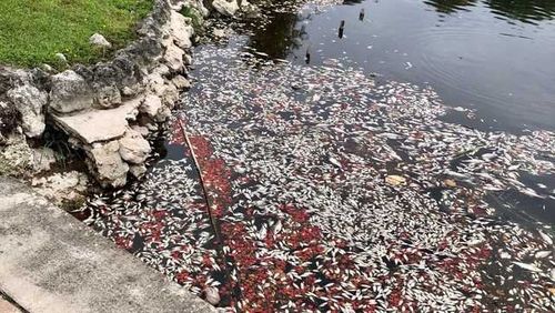 Hundreds Of Dead Fish Appear In Lake