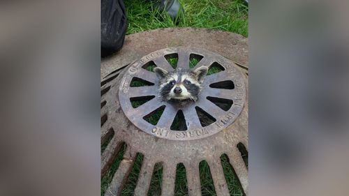 Baby Raccoon Stuck In Sewer Cover Freed By Firefighters