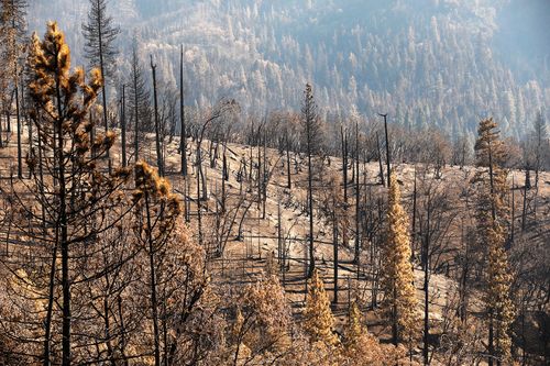 At Least 10% Of The World’s Giant Sequoias Lost In A Single Wildfire, Report Suggests