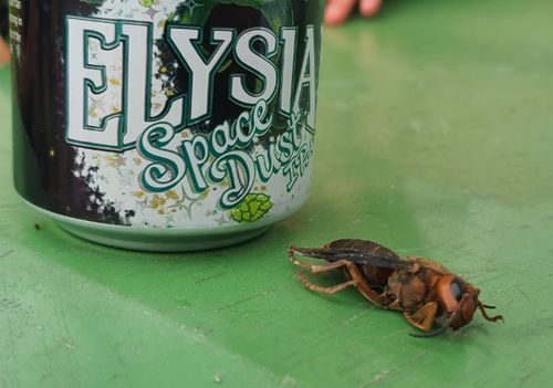 ‘murder Hornet’ Found Near Seattle Is The First Us Sighting In 2021