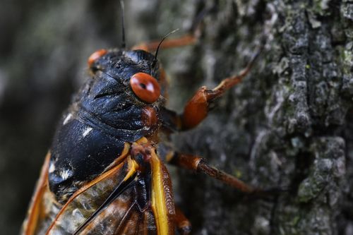 White House Press Charter Plane Delayed By Cicadas