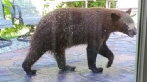 Bear Spotted In Subdivision