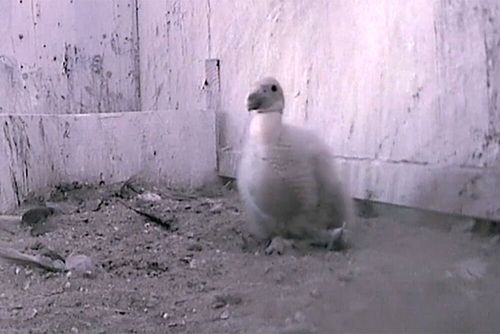 10 Fuzzy Chicks: Oregon Zoo Welcomes Record Batch Of California Condors