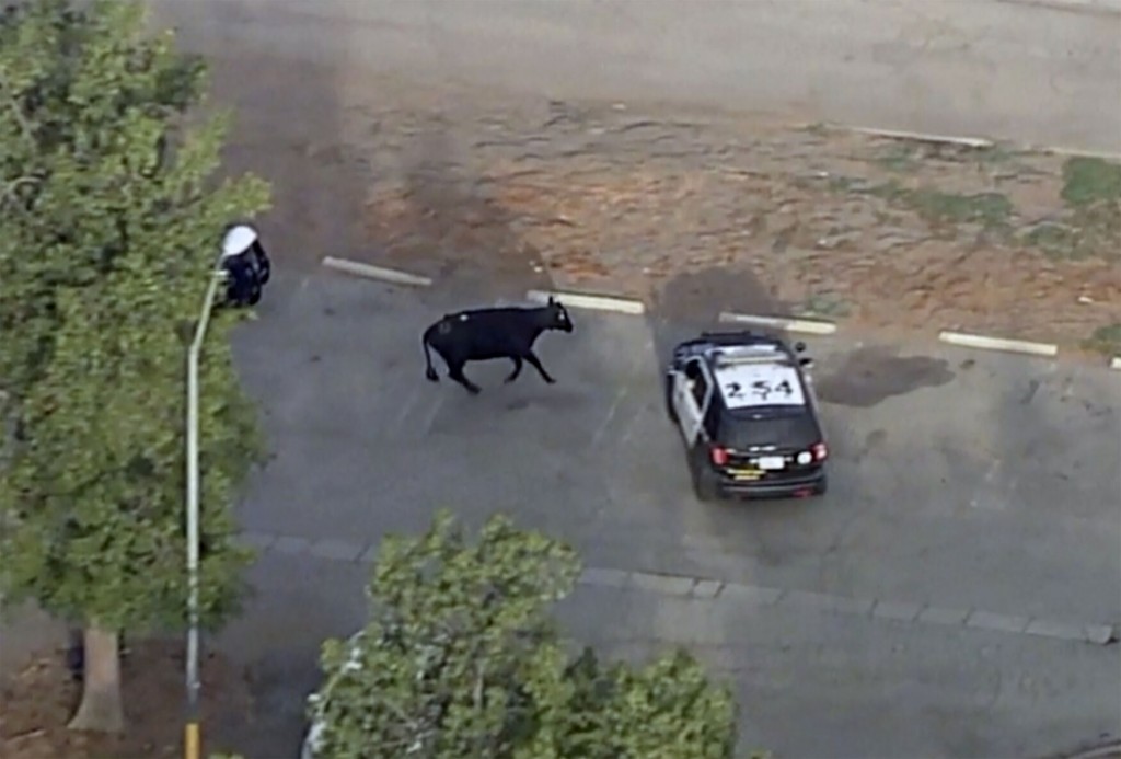 Songwriter Diane Warren Saves Escaped Cow From Slaughter