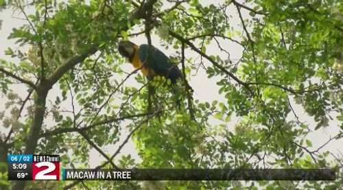 Macaw Stuck In Tree Outside Animal Hospital