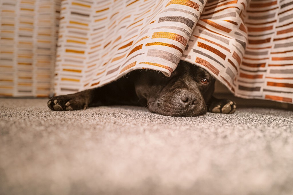 How To Help A Pet Who’s Scared Of Fireworks This Fourth Of July