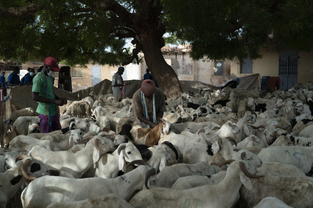 Senegal To Celebrate Tabaski Amid Dramatic Covid 19 Surge