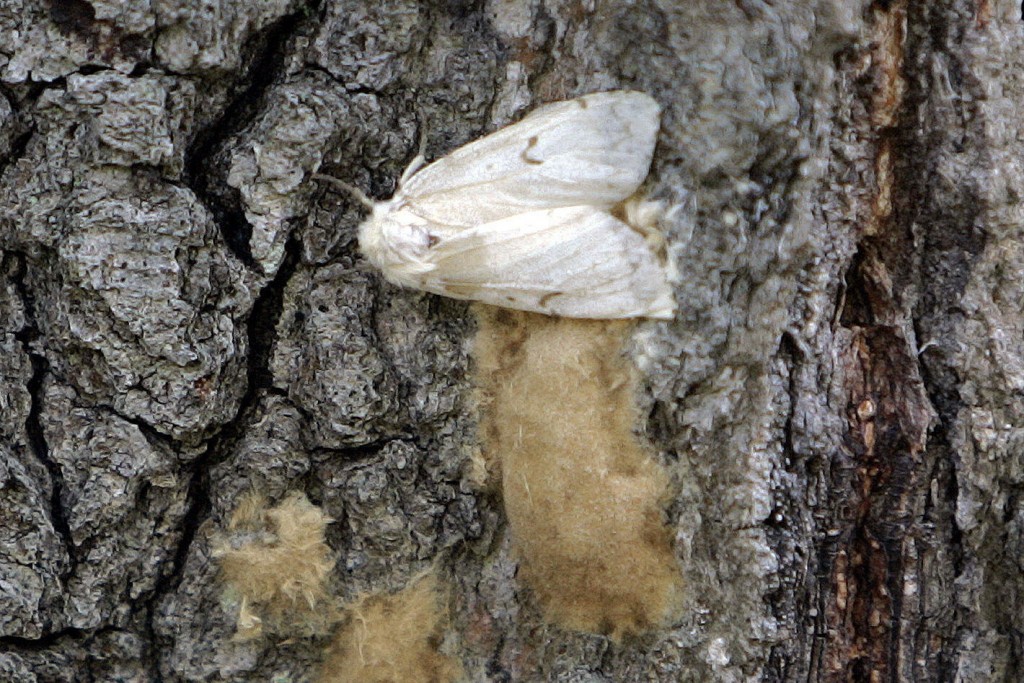 Bug Experts Seeking New Name For Destructive Gypsy Moths