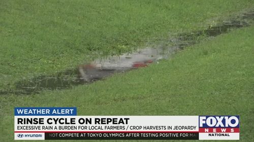 ‘the Amount Of Rain Came At The Wrong Time’: Mobile County Farmers Dealing With Excessive Rain