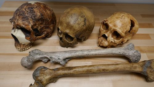 Climate Change Altered The Size Of Human Bodies