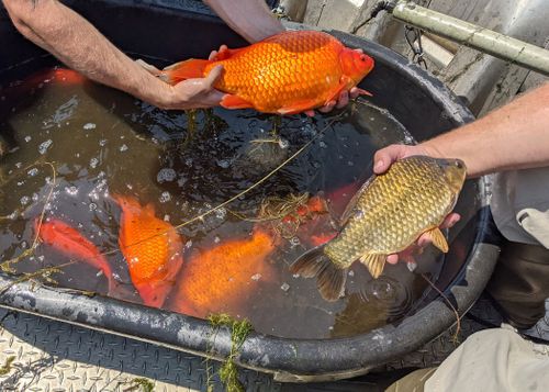 Invasive, Football Size Goldfish Found In A Minnesota Lake
