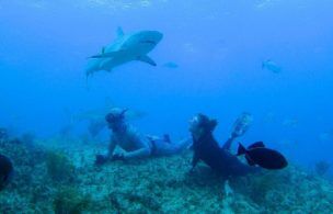 Shark Week 2021: Every New Special Airing & Streaming This July