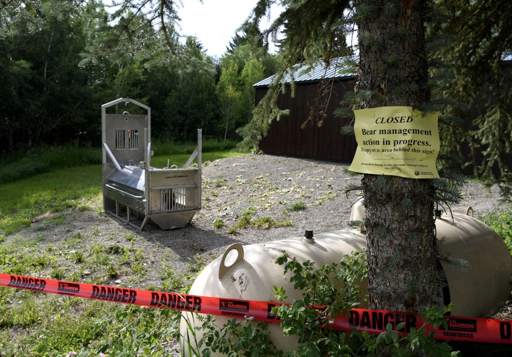 Grizzly Shot, Killed After Fatal Attack Of Woman In Montana
