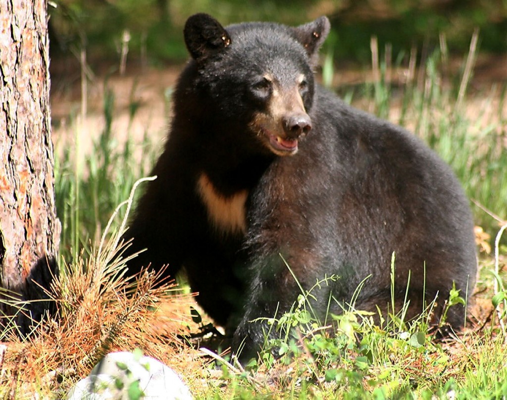 Bearing With Them: Leaving Bears Alone Best Bet During Encounters