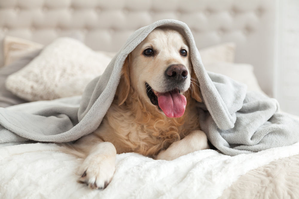 Pet Friendly Hotels You May Not Have Heard Of
